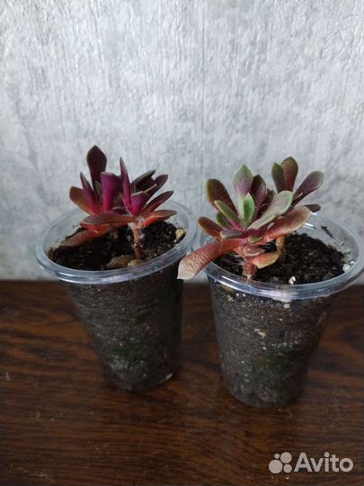 Комнатные суккулентные растения