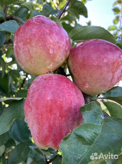 Черенки яблони и груши для прививки