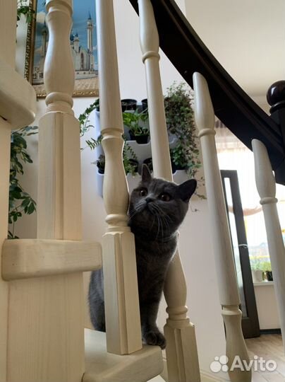 Кошка на вязку