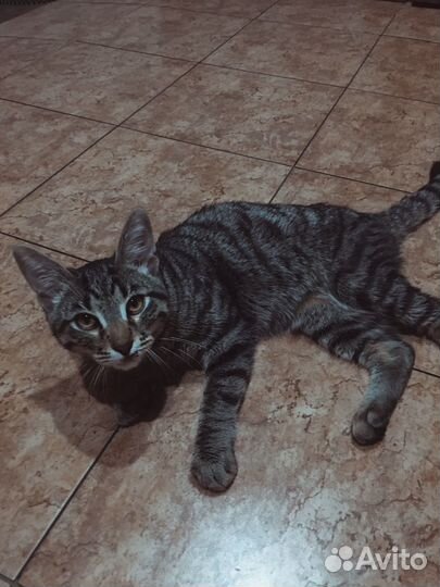 Кот