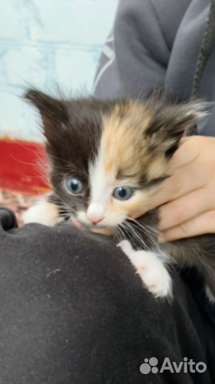 Котята в добрые руки бесплатно