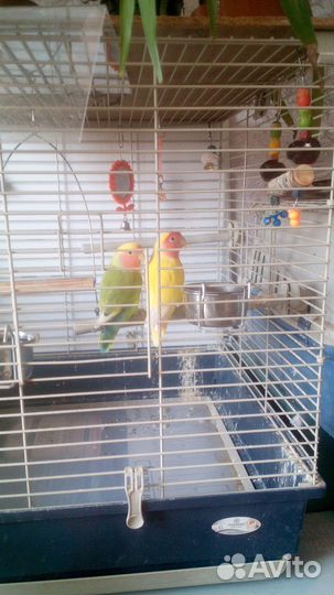 Продажа попугаев неразлучники