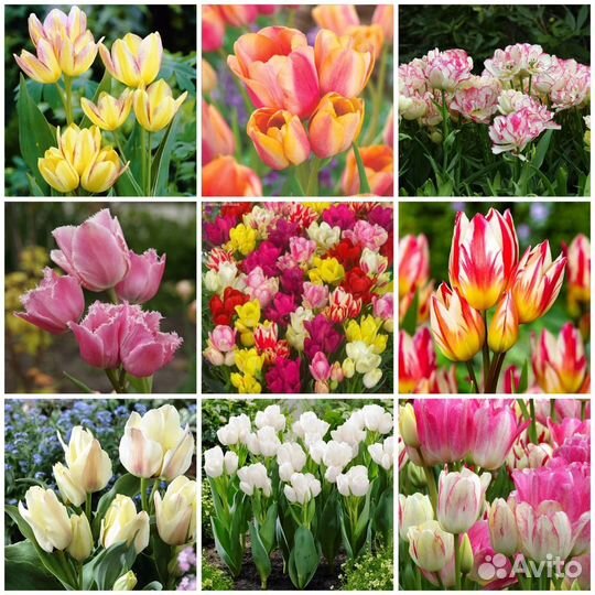 Тюльпаны разносортица 80 шт