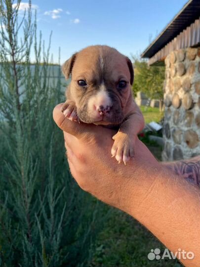 Щенки стаффа