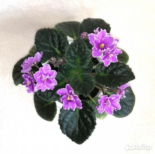 Молочай комнатный