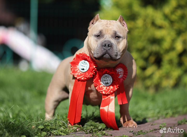 Питомник Американских Булли American Dream