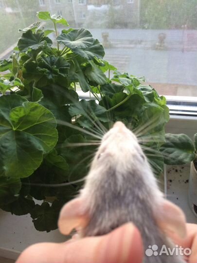 Крысы дамбо разных окрасов