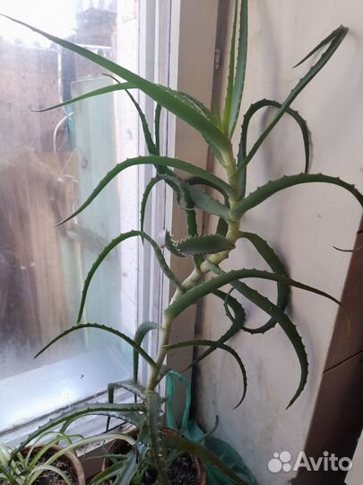 Цветок алоэ, столетник