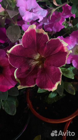 Рассада ампельной вегетативной петунии