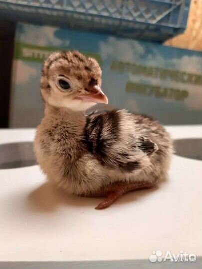 Цыпленок