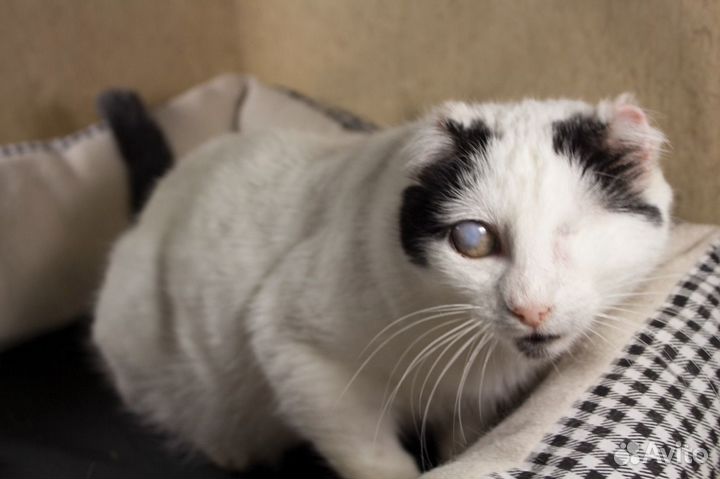 Кошечка в добрые руки