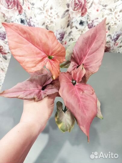 Сингониум Raspberry Cream