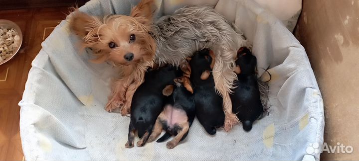 Йоркширский терьер