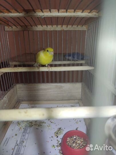 Кенар поющий