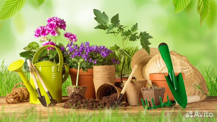 Продажа растений