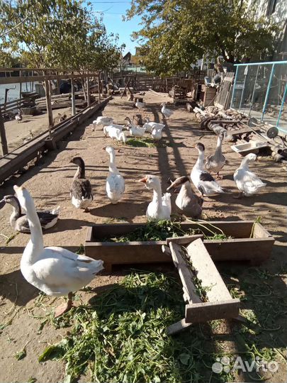 Яйца гусиные,утиные, куриные на инкубацию.80,30,15