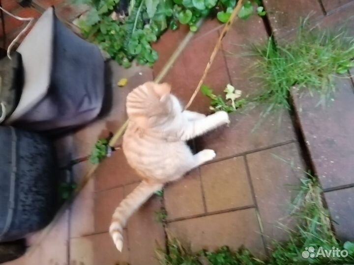 Котята-рыжики
