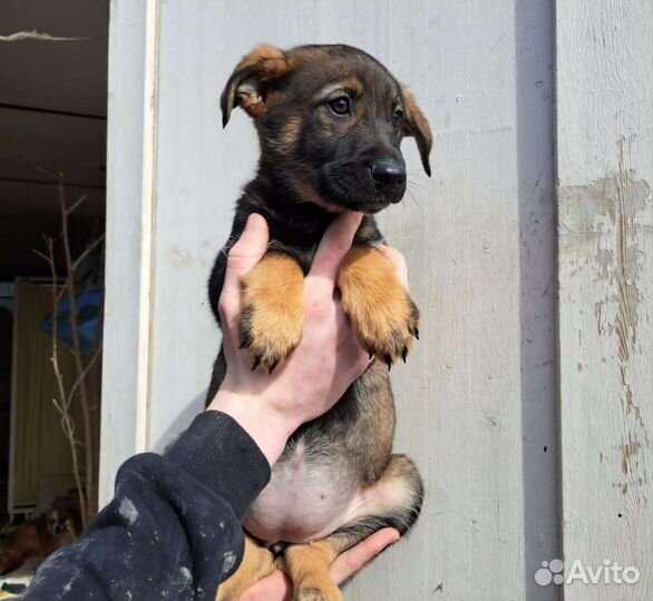 Собака в добрые руки отдам бесплатно