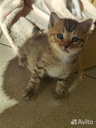 Кошечки в дар