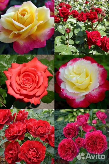 Продается роза на осень 2024