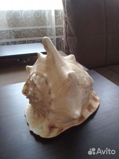 Морские ракушки раковины