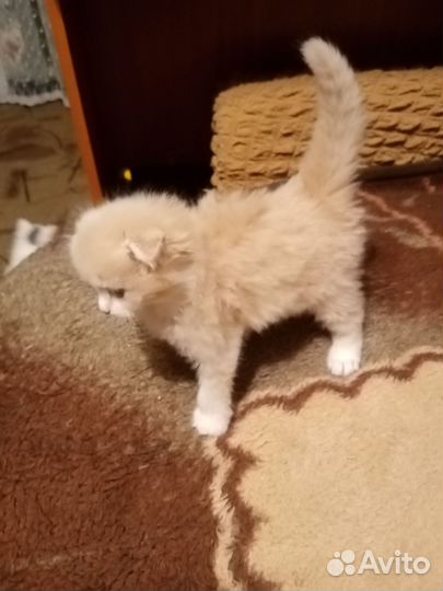 Котята в добрые руки бесплатно мальчик и девочка