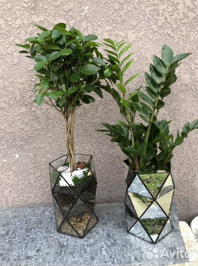 Фикус. Замиокулькас. Комнатное растение. Подарок