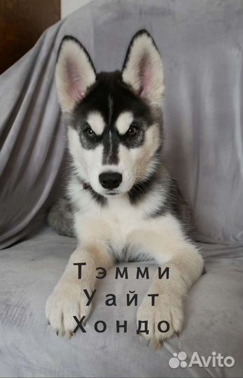 Щенки Сибирский Хаски