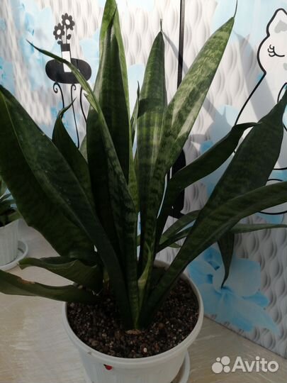 Сансевиерия