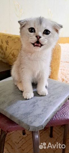 Шотландские вислоухие котята