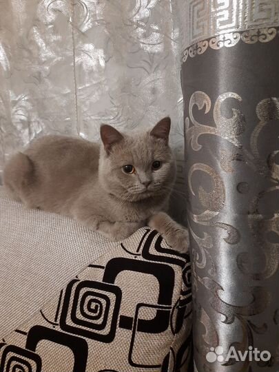 Британский кот