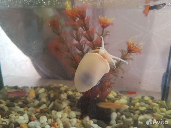 Аквариум 10л