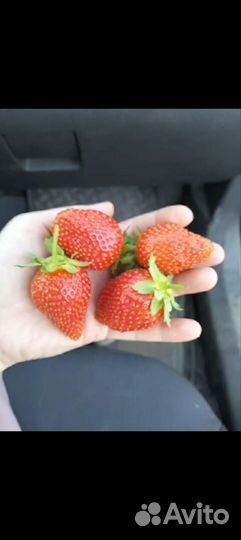 Саженцы Мурано зкс