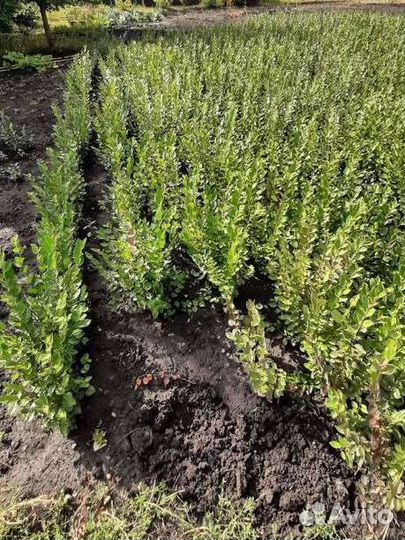 Кизильник блестящий