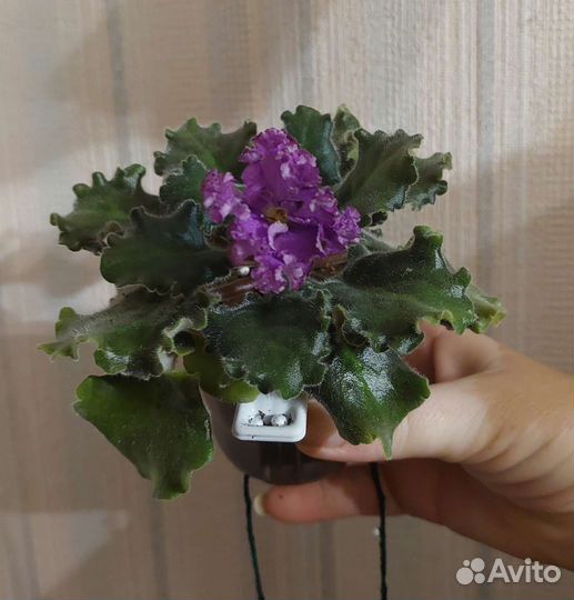 Цветущие фиалочки