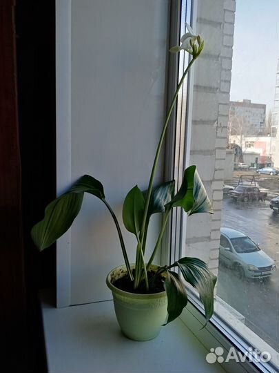 Эухарис амазонская лилия