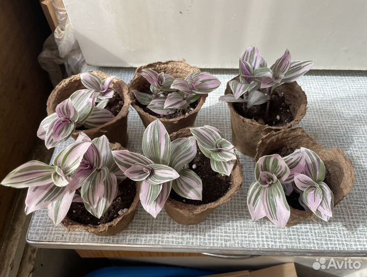 Традесканция пинк хилл