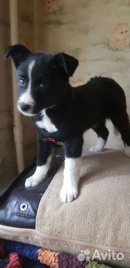 Две чудесные девочки ищут дом