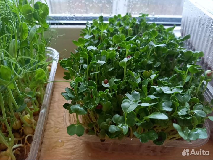 Зелень для дома