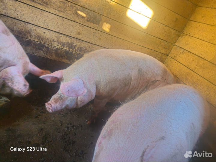 Свини домашние живым весом