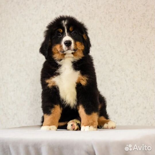 Щенки Чемпионов