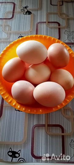 Яйцо домашнее