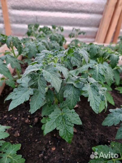 Рассада помидор черри желтые красные