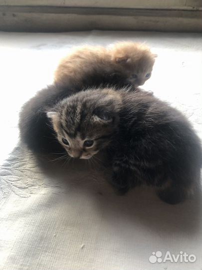 Кошка/кот