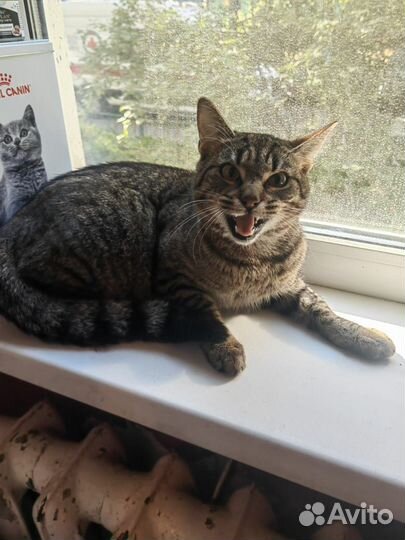 Полосатый котик Тигруля ищет дом