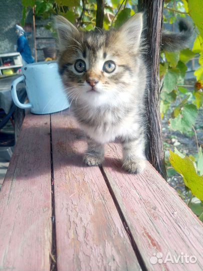 Котенок