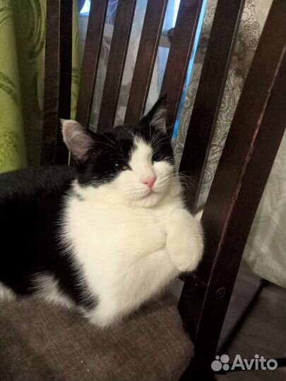 Кошки