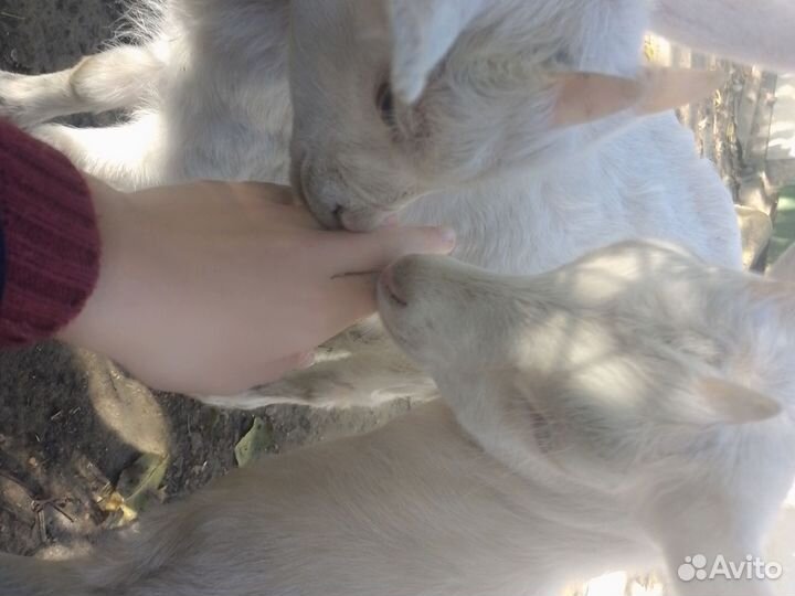 Козлята молочные