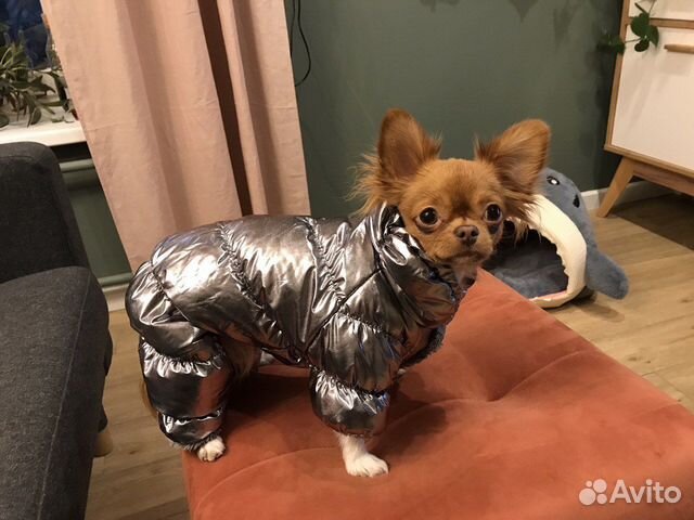 Зимний комбинезон для маленькой собаки