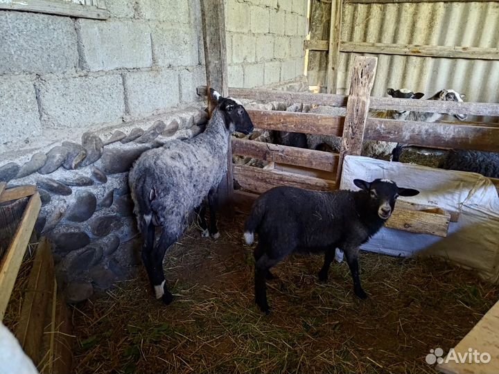 Овцы бараны ягнята